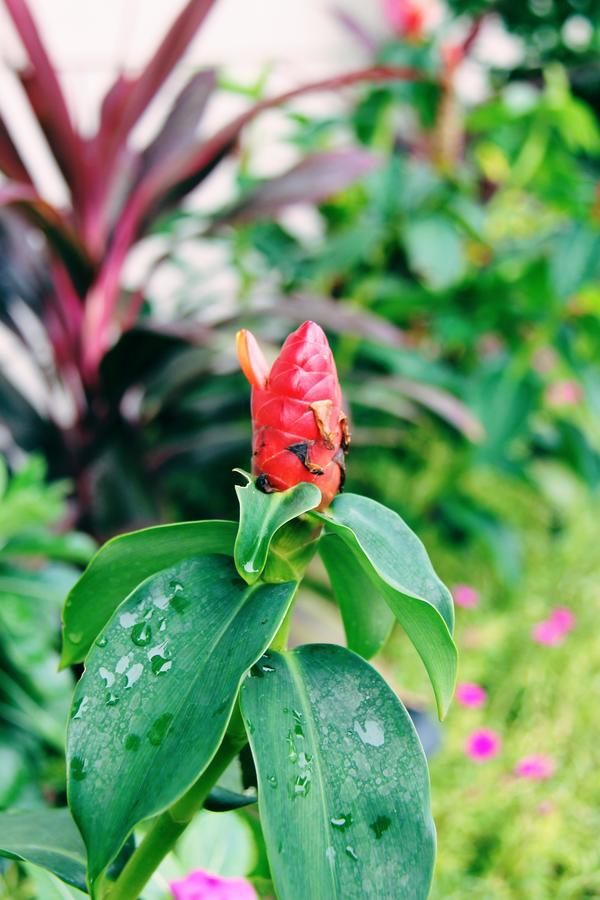 Citi Serviced Apartments & Motel - Lagatoi Place Port Moresby Esterno foto